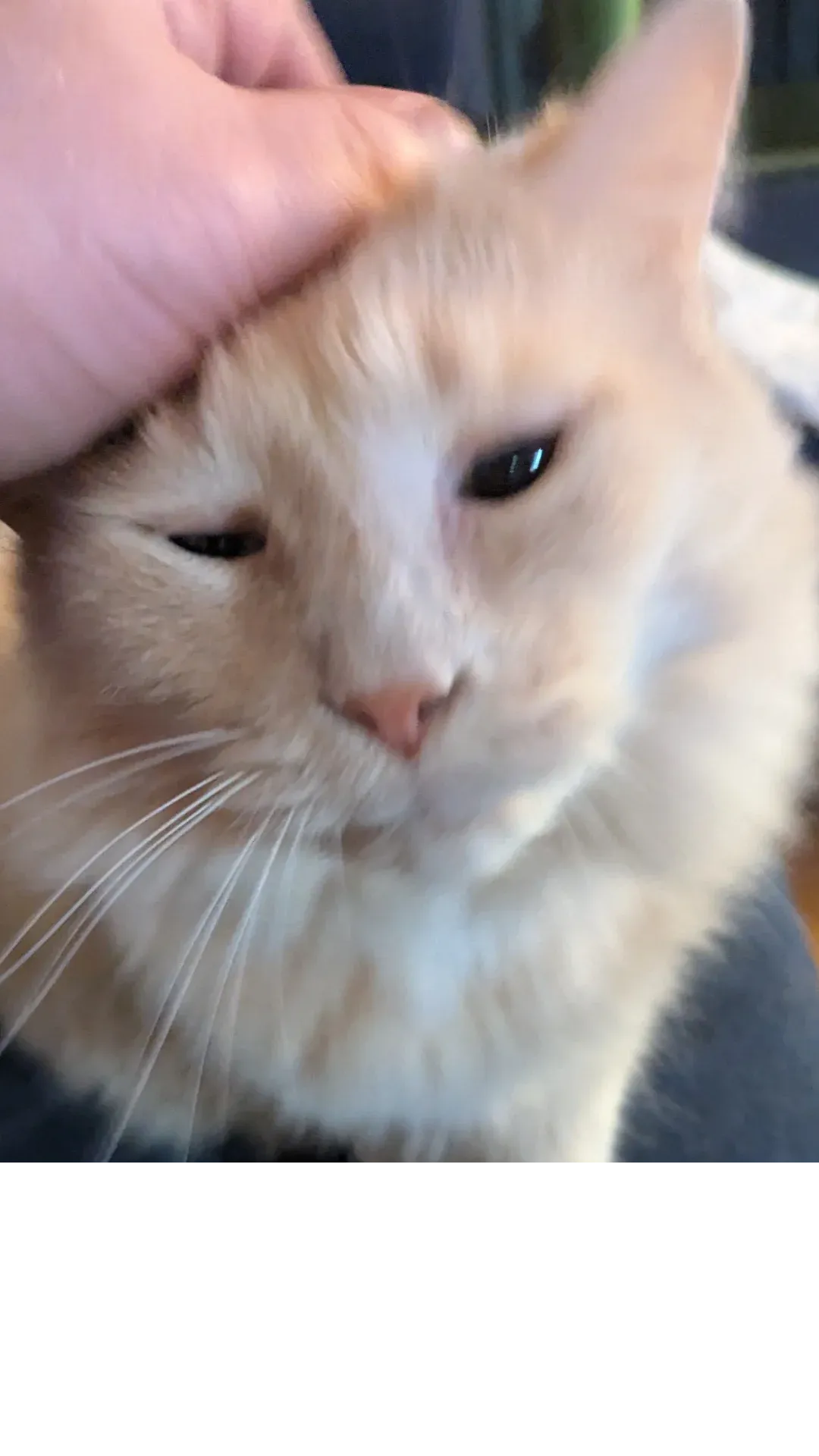 Gromble the cat, Chuck Weiselberg's somewhat surly companion